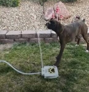 Read more about the article Paw-Powered Hydration: Dog Outdoor Fountain