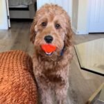 Play All Day: PetDroid Interactive Dog Ball