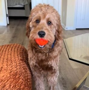 Read more about the article Play All Day: PetDroid Interactive Dog Ball