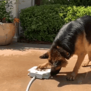 Read more about the article Dog Outdoor Fountain