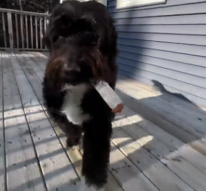 Read more about the article Squeak & Play: Fun Dog Toys
